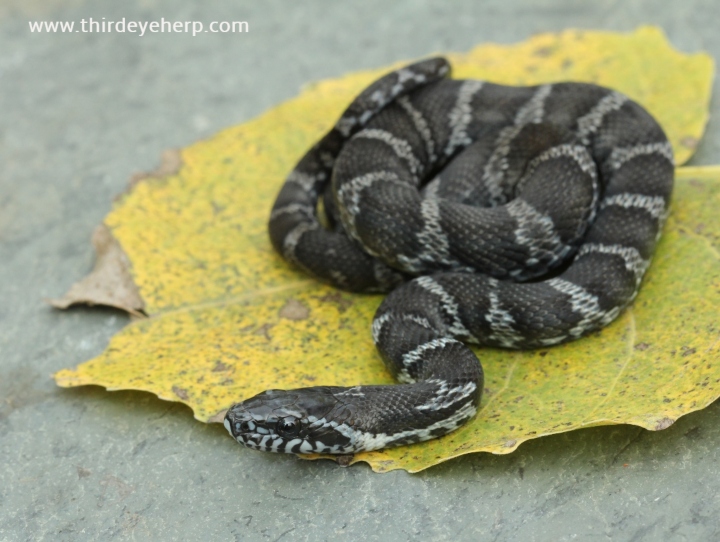 Melanistic Russian Rat Snake